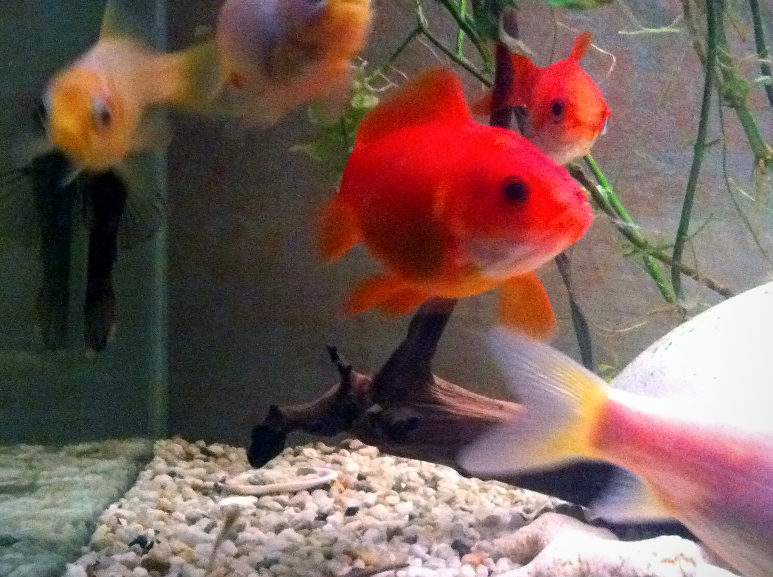 Goldfish in Aquarium - bilderbook