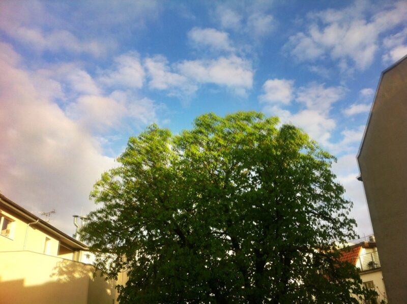 Berlin in April, Chestnut Tree in the Backyard