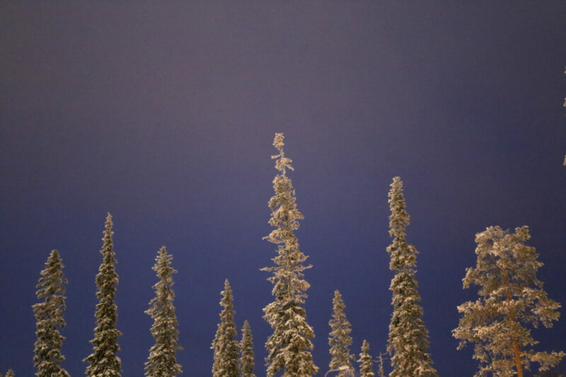 Snow-covered fir tree tops