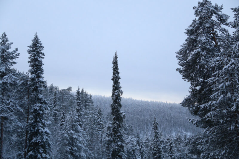 Winter fir forest at Ruka Tunturi