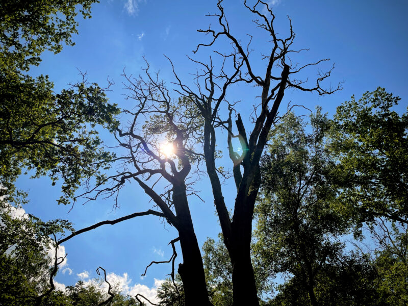 Dead tree in the sun