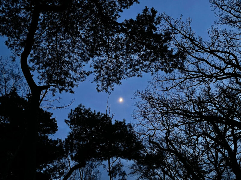 Blue Skies, Moon, Trees, Silhouettes
