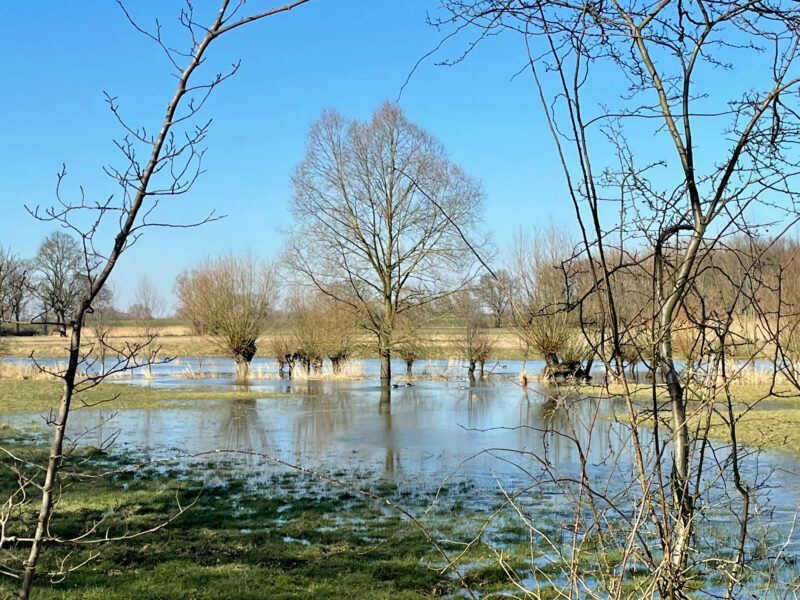 Flooded Elbe meadows, Wendland