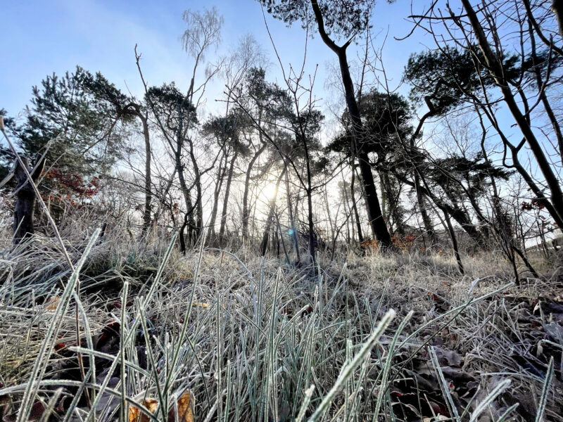 Frozen Grass, Wendland