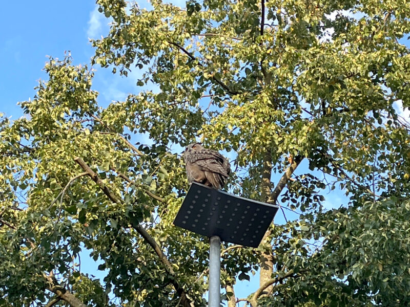 Eagle Owl on a Street Lamp