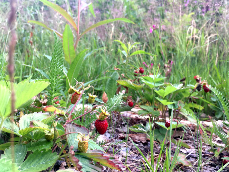 Wilde Erdbeeren, Sommer in Finnland
