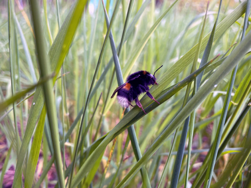 Bumblebee in the Green