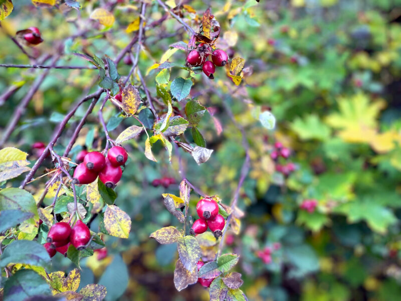 Rose hips, autumn, colorful leaves