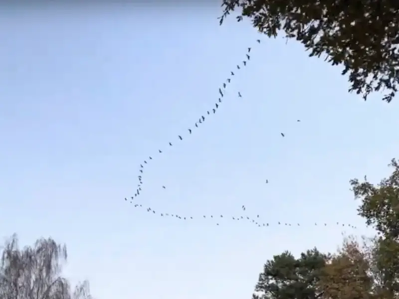 cranes passing by [video]