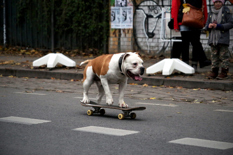 Dog on Skateboard, Berlin Kreuzberg