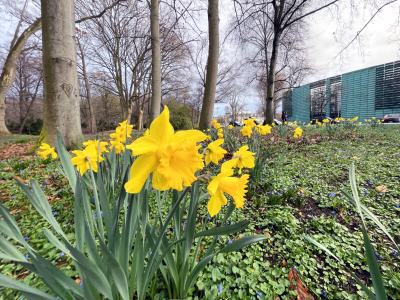 Daffodils in Tiergarten, Nordic Embassies, Berlin