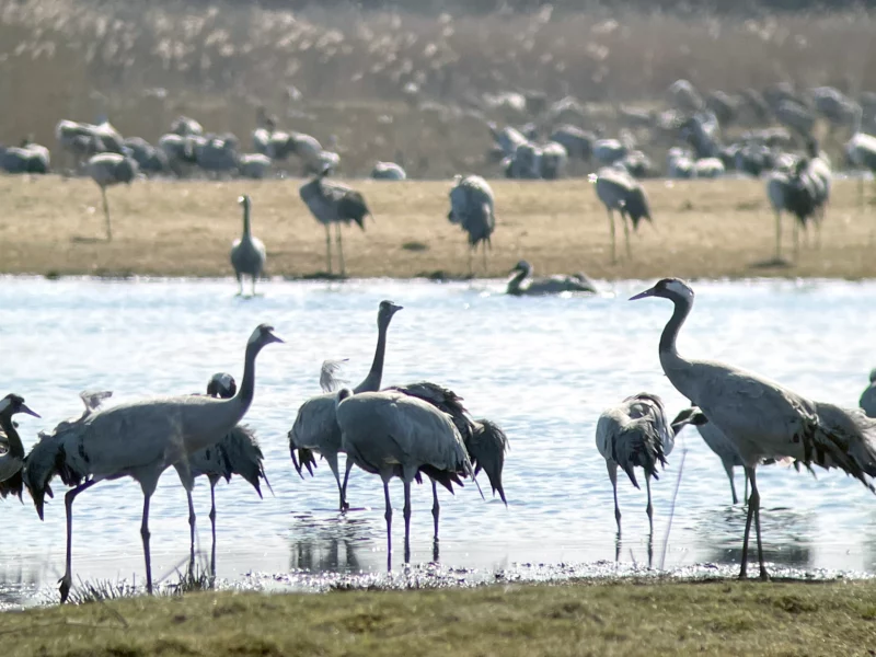 Cranes at Pulken Lake, Skåne Sweden