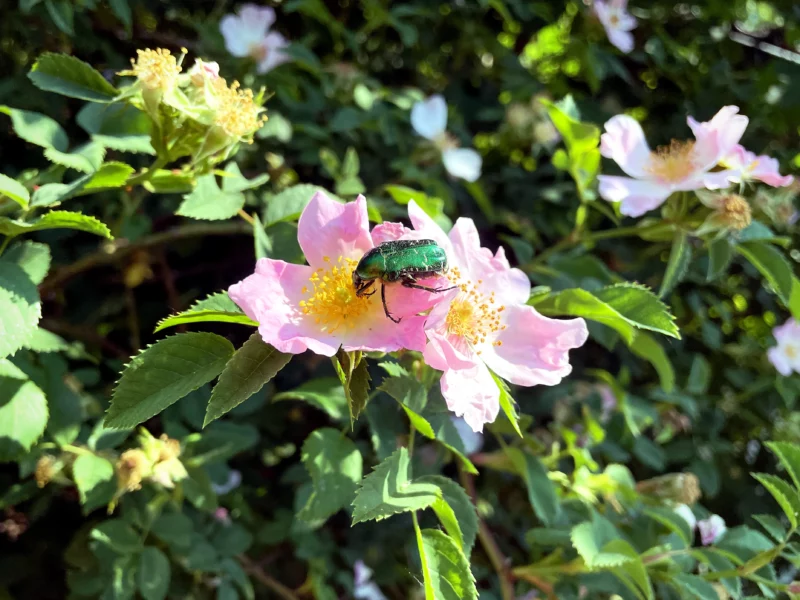 Rose Chafer on Rosa Rugosa