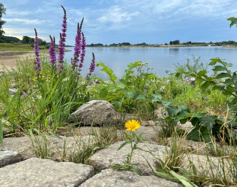Wildflowers on the banks of the Elbe River