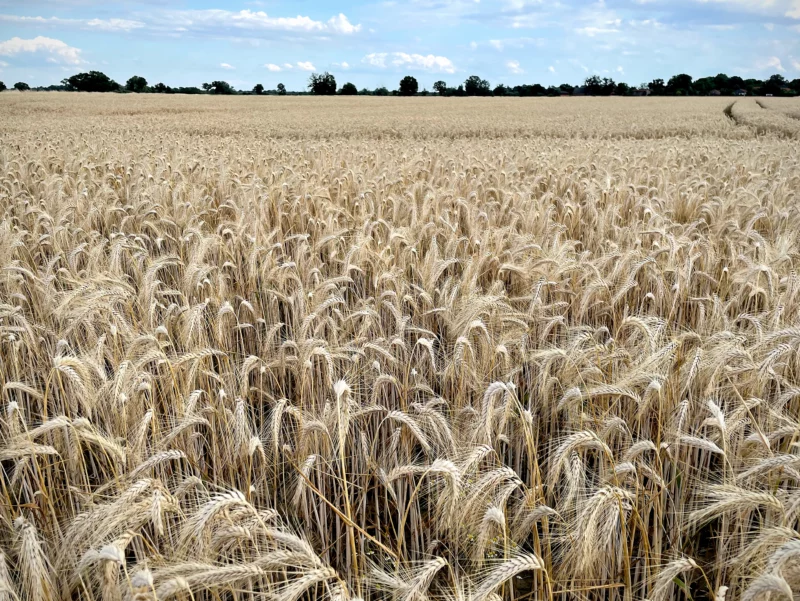 barley field before harvest 23