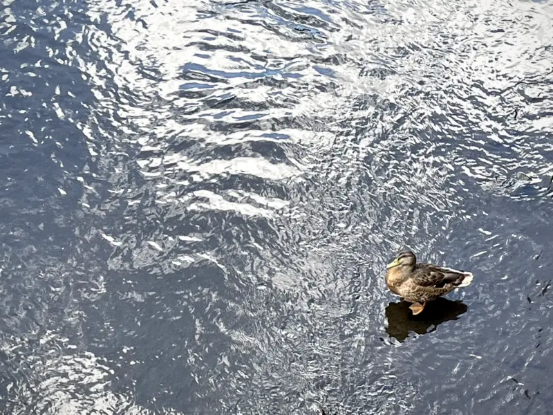 duck on the water