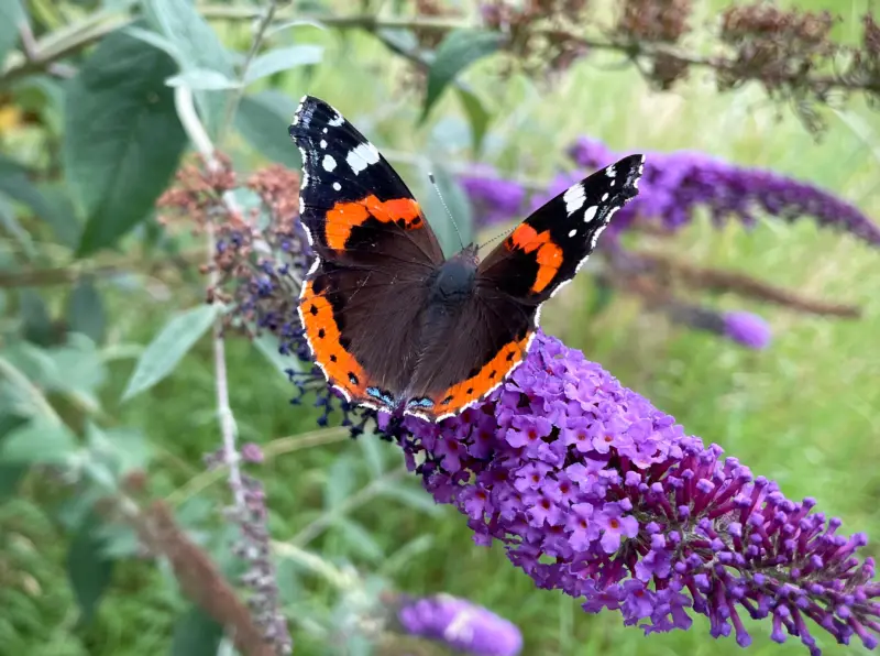 butterfly vanessa atalanta