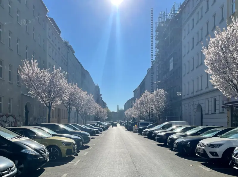 Cherry Blossom Zionskirchstraße Berlin